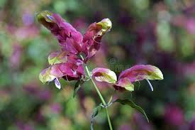 Image result for Justicia sp. A cf. engleriana