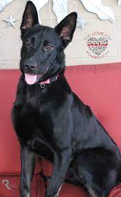 Nava Is An Adoptable Dutch Shepherd Searching For A Forever Family Near Inglewood Ca Use Petfinder To Find Adoptable Pe Dogs For Sale Labrador Retriever Pets