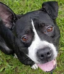 Adoption fees help cover our expenses. Adoptable Dogs And Cats Available At Jacksonville Area Shelters
