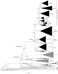 Image result for Arthropteris charletiana