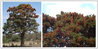 Image result for Hagenia abyssinica