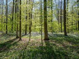Hallerbos is een oud bos met. Hyacintenwandeling In Het Hallerbos Mooiste Wandelingen