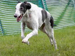 Many of our oriole club members are participating and titling in it. How Do Dogs Run Akc Fast Cat Watch Akc Fastest Dogs Usa