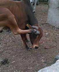 تحية عسكرية قولوا ماشاء الله مناظر من بلاد الطعام اليمن ريمة انت لا تعرف اليمن yemen beladat3am places to visit horses animals