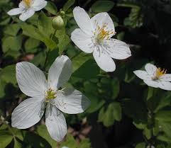 Image result for Aneilema petersii