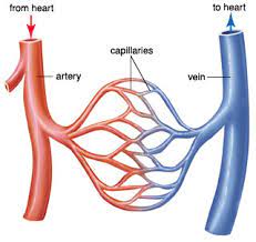 An artery (plural arteries) (from greek ἀρτηρία (artēria) 'windpipe, artery')1 is a the anatomy of arteries can be separated into gross anatomy, at the macroscopic level, and microanatomy, which must be studied with a microscope. Biology Notes For A Level 44 The Circulatory System Blood Vessels