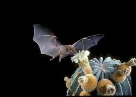 How do bats learn these complicated songs? National Pollinator Week Nrcs Tennessee