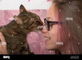 14 year old cat hi-res stock photography and images