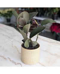 Image result for ficus elastica flower
