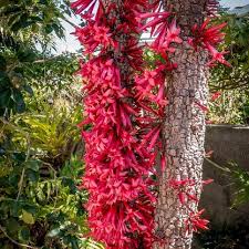 Image result for Ixora laurentii