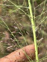 Image result for Eragrostis phyllacantha