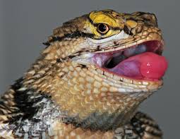 We did not find results for: Our Spiny Pest Control Arts And Leisure Tucson Com