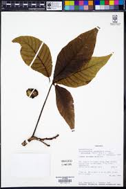 Image result for Ricinodendron