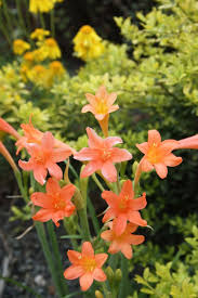 Image result for Cyrtanthus galpinii