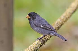9479 Slate Colored Seedeater Sporophila Schistacea Mexico Central South America Bird South America Birds