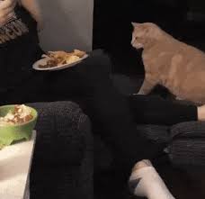I Did Not Allow You To Touch My Plate Cat Food Plate Pets Cats Funny Animals Funny Cat Videos