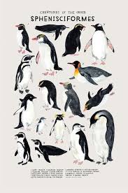 Further, the bird bears the name of adelie land, a claimed. 150 Antarctica 2016 Aboard Mv Sea Explorer Ideas In 2021 Antarctica Sea Explorer South Georgia
