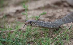 Bockhahn 2018 queen snake coachwhip eastern milksnake eastern pine snake mud snake rainbow snake carolina swamp snake glossy crayfish snake scarlet kingsnake. The Indian Rat Snake Is Out In The Rainy Season The Hindu