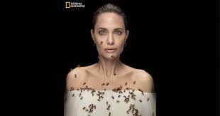 Angelina jolie criticizes judge's tentative ruling as brad pitt is awarded more custody: Angelina Jolie Photographed Covered In Bees To Support Conservation Petapixel