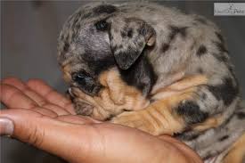 In 1971 he became disenchanted with english bulldogs due to their breeding and breathing problems. Chocolate Merle English Bulldog Puppy For Sale Near Inland Empire California 82354a8e 0871