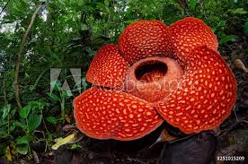Rafflesia In 2020 Planting Flowers Flowers Large Flowers
