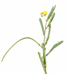 Image result for Sesbania sericea