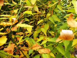 Image result for Kerria japonica