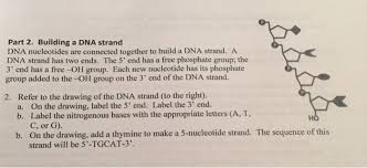 Building dna (answer key) building dna gizmo answer key an answering provider, unlike an automatic answering machine along with a recorded message, will present your potential consumers cell phone responses with a real voice in the event you are unavailable to. Solved Dna Structure I Need Help With Part 2 Building A Chegg Com