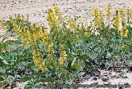 Image result for Senna italica