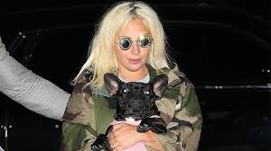 Lady gaga — 1000 doves (chromatica 2020). Lady Gaga Five Arrested In Dognapping Case Bbc News
