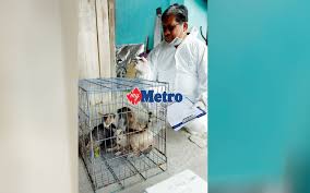 Jpa) ialah sebuah jabatan kerajaan malaysia yang merancang, membangun, dan mengurus sumber manusia untuk perkhidmatan awam. Wajib Suntikan Vaksin Bendung Rabies