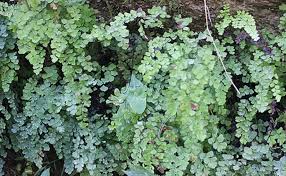 Image result for Cheilanthes schimperi