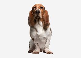 Europetnet Basset Hound