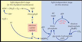Light Dependent Reactions Flow Chart Google Search