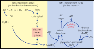 light dependent reactions flow chart google search