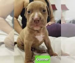 Visit our page to find american pitbull puppies for sale. View Ad American Pit Bull Terrier Puppy For Sale Near New York Brooklyn Usa Adn 203289