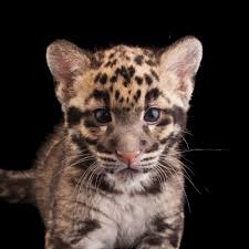 clouded leopard national geographic