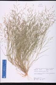 Image result for Eragrostis habrantha