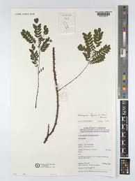 Image result for Adenopodia schlechteri