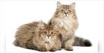 Longhair Cat Breeds | Britannica