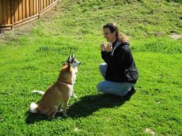 Biting is a normal means for young dogs to communicate and explore their world. Dog Discipline Does Hitting And Beating A Dog Work Pethelpful By Fellow Animal Lovers And Experts