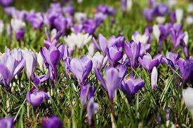 By evalyn donnelly july 06, 2021 post a comment Crocus 3237627 340 Brain Injury Association Of Virginia