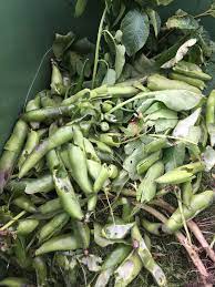 Collect your broad beans in a large bowl. Blanching And Freezing Broad Beans