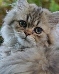 Himalayan and exotic shorthair persian kittens also available! Persian Cats The Happy Cat Site