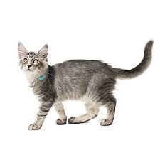 Tabcat Pet Akilli Kedi Takip Sistemi 27450