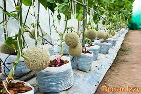 Paling menarik ialah buah tembikai turut tergantung dengan sokongan yang dibina! Cara Menanam Dan Menanam Tembikai