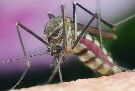 Get directions, reviews and information for budget pest control in edgewater, fl. Wilkie S Pest Control And Lawn Services Wilkie S Pest Control In Edgewater Florida