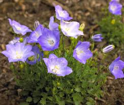 Bellflower, ca listings and reviews. Bellflower Better Homes Gardens