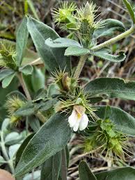 Image result for Blepharis stuhlmannii