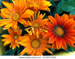 Send cheer, happiness and love with orange flower arrangements and bouquets. Shutterstock Puzzlepix